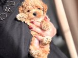 TEACUP MALTİPOO YAVRULAR