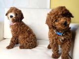 IRK GARANTİLİ TOY POODLELER