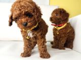 Irk Garanti̇li̇ Toy Poodleler