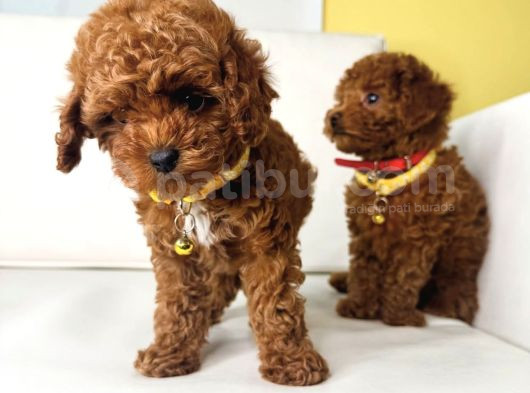 Irk Garanti̇li̇ Toy Poodleler görsel