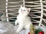 Sağlıklı Oyuncu Yavrular