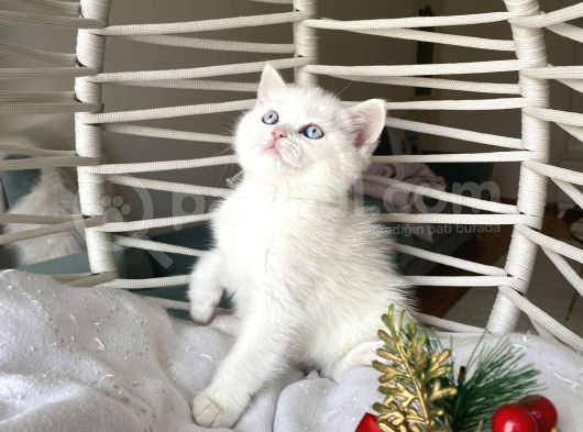 Sağlıklı Oyuncu Yavrular görsel