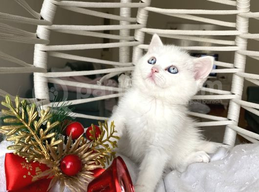 Sağlıklı Oyuncu Yavrular görsel