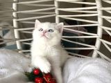 Sağlıklı oyuncu yavrular