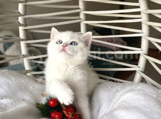 Sağlıklı Oyuncu Yavrular