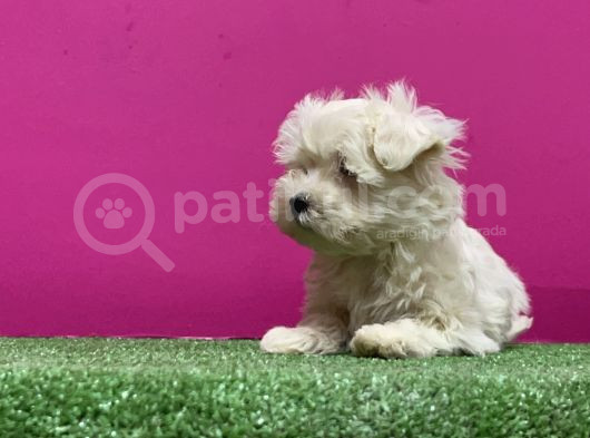 Kar Beyaz Maltese Yavrular görsel