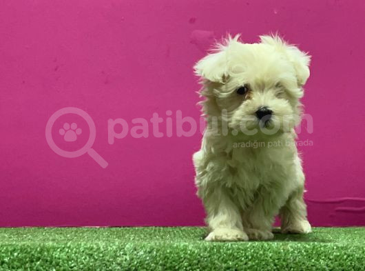 Kar Beyaz Maltese Yavrular görsel