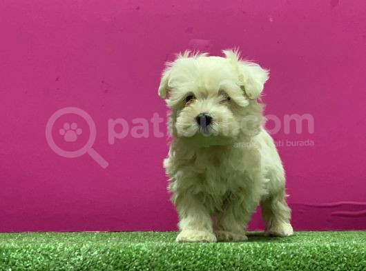 Kar Beyaz Maltese Yavrular görsel
