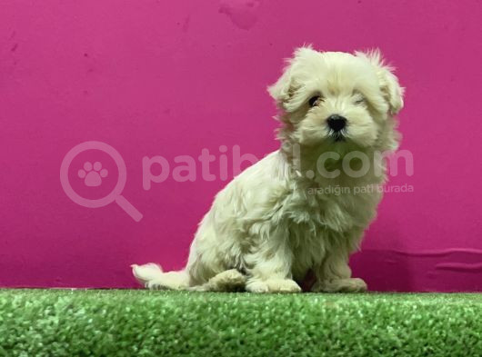 Kar Beyaz Maltese Yavrular görsel