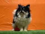 panda pomeranian yavru