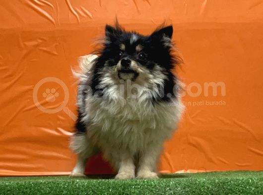 Panda Pomeranian Yavru