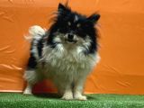 Panda Pomeranian Yavru