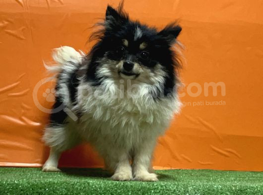 Panda Pomeranian Yavru görsel