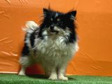 Panda Pomeranian Yavru