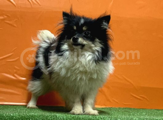 Panda Pomeranian Yavru görsel