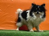 Panda Pomeranian Yavru
