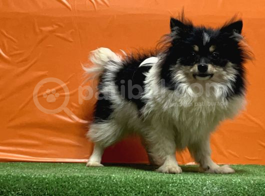 Panda Pomeranian Yavru görsel