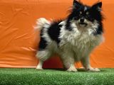 Panda Pomeranian Yavru