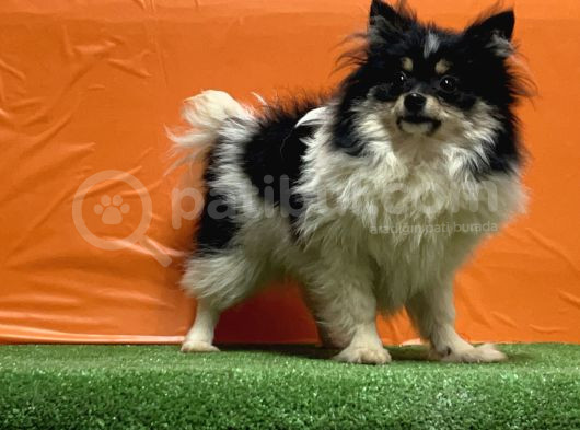 Panda Pomeranian Yavru görsel