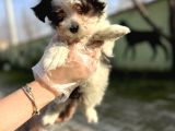 Morkie Yavru