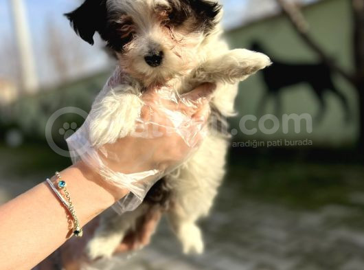 Morkie Yavru