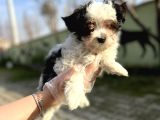 Morkie Yavru