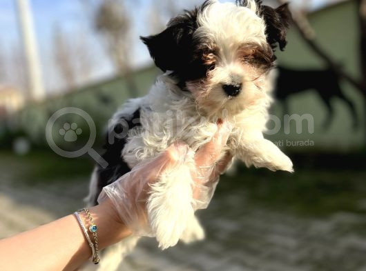 Morkie Yavru görsel