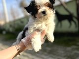 Morkie Yavru