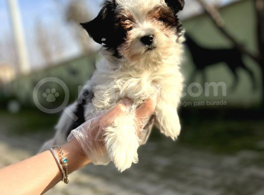 Morkie Yavru görsel