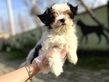 Morkie Yavru
