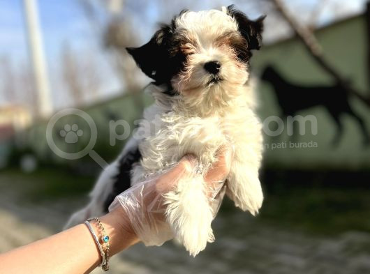 Morkie Yavru görsel