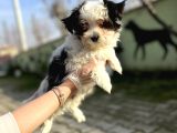 Morkie Yavru