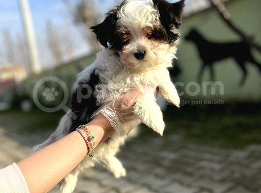 Morkie Yavru görsel