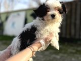 Morkie Yavru