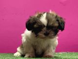 mükemmel kalitese basık burun shihtzu yavru