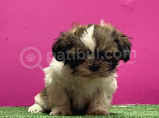 Mükemmel Kalitese Basık Burun Shihtzu Yavru