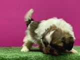 Mükemmel Kalitese Basık Burun Shihtzu Yavru