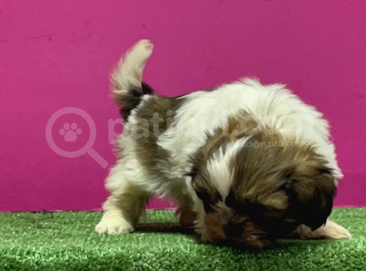 Mükemmel Kalitese Basık Burun Shihtzu Yavru görsel
