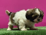 Mükemmel Kalitese Basık Burun Shihtzu Yavru