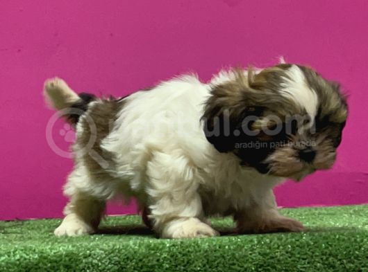 Mükemmel Kalitese Basık Burun Shihtzu Yavru görsel