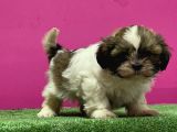 Mükemmel Kalitese Basık Burun Shihtzu Yavru