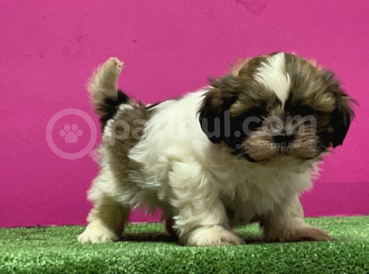 Mükemmel Kalitese Basık Burun Shihtzu Yavru görsel