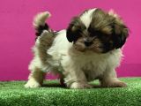 Mükemmel Kalitese Basık Burun Shihtzu Yavru