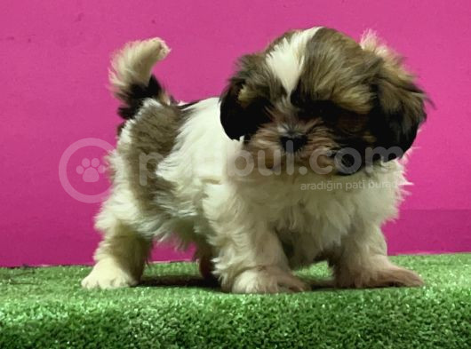 Mükemmel Kalitese Basık Burun Shihtzu Yavru görsel