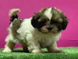 Mükemmel Kalitese Basık Burun Shihtzu Yavru