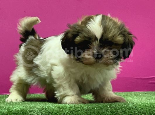 Mükemmel Kalitese Basık Burun Shihtzu Yavru görsel
