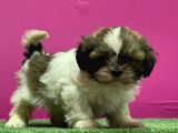 Mükemmel Kalitese Basık Burun Shihtzu Yavru