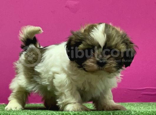 Mükemmel Kalitese Basık Burun Shihtzu Yavru görsel