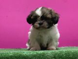 Mükemmel Kalitese Basık Burun Shihtzu Yavru