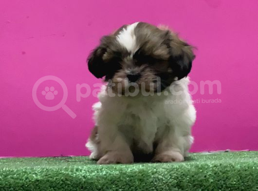 Mükemmel Kalitese Basık Burun Shihtzu Yavru görsel